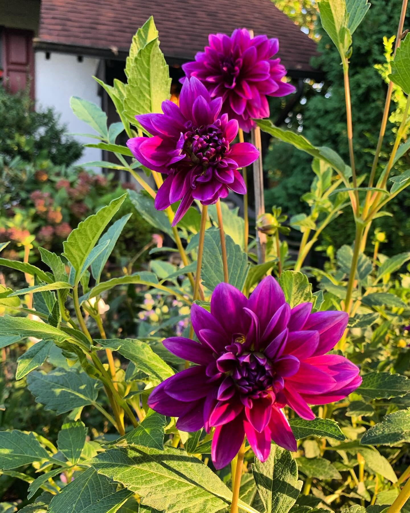 Dahlias in the front garden...
.
.
.
#dahlia #dahlias #lebaron #flower #flowers #purple #blooming #septembergarden #garden #gardens #gardening #frontgarden #frontyardgarden #mygarden #njgarden #nograssgarden #cuttinggarden #gardenbeds #gardenborder #