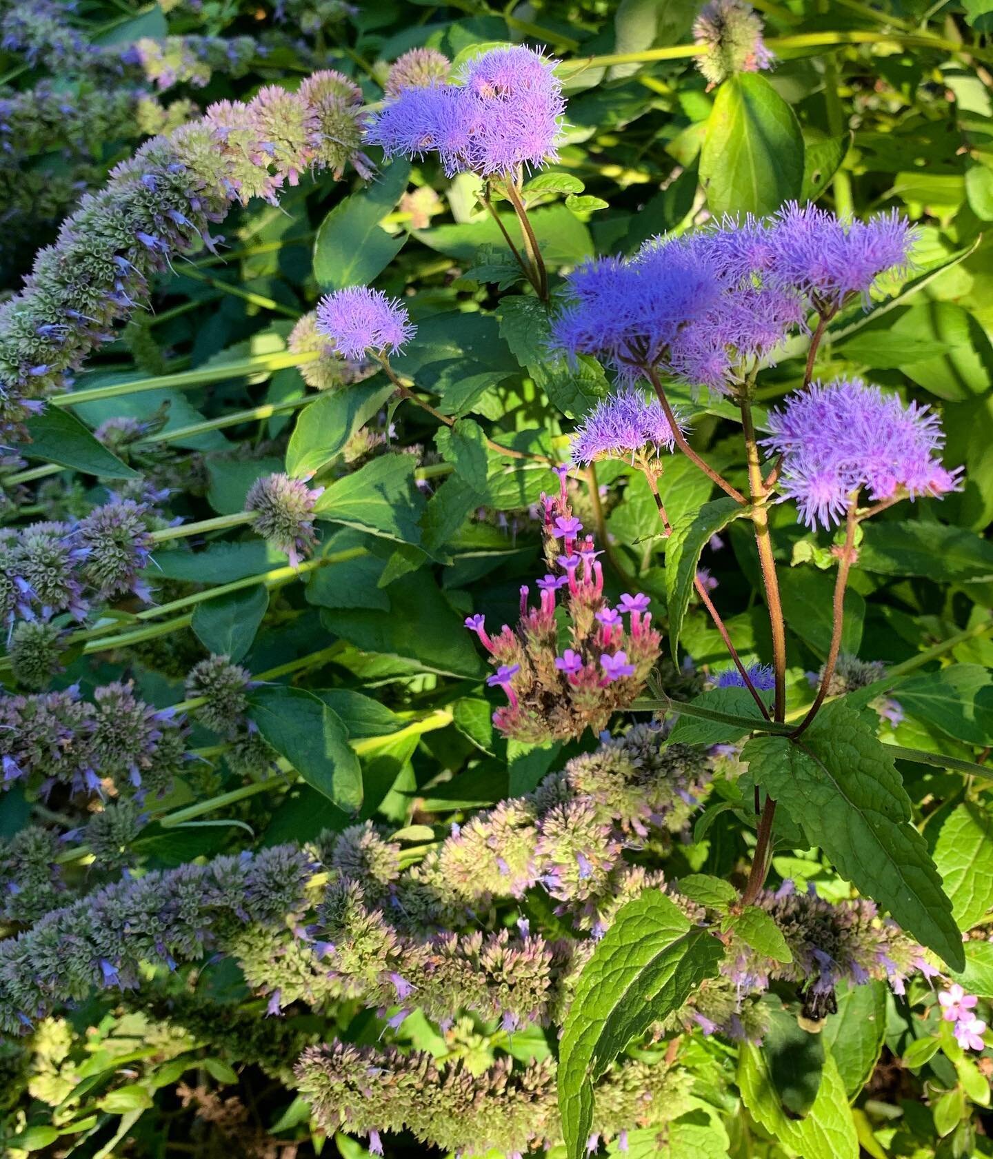 Agastache, ageratum and verbena bonariensis mingling in the afternoon sunshine...
.
.
.
#agastache #hummingbirdmint #hyssop #ageratum #verbenabonariensis #flower #flowers #purpleflowers #blueflowers #blooming #bloomingnow #septembergarden #garden #ga