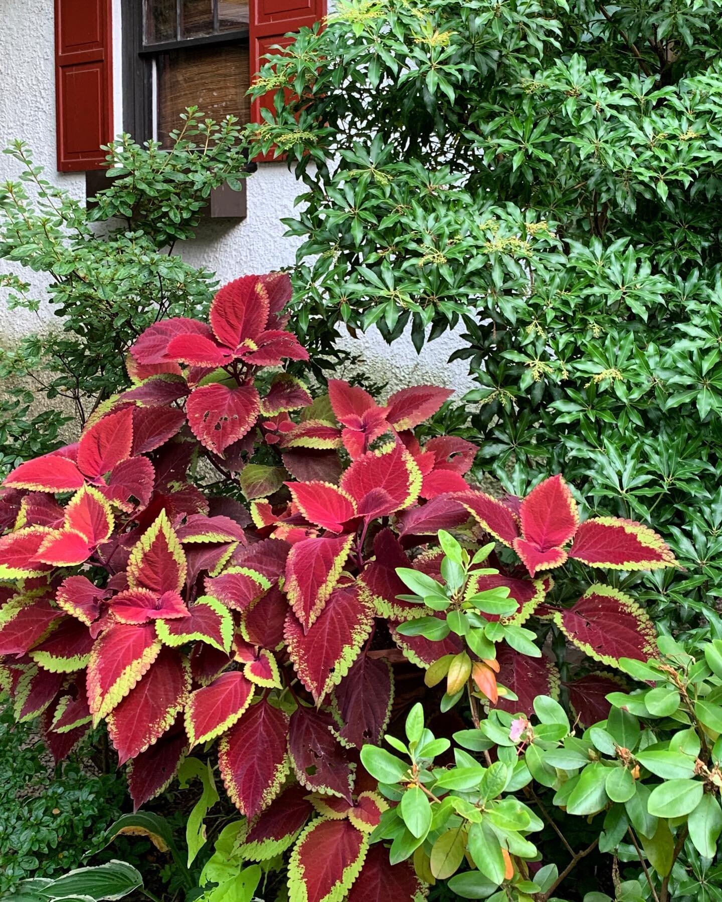 I didn&rsquo;t plant as many containers this year as I normally do, but I did manage to get my hands on a few annuals last June.  Most of them are still performing fairly well, such as this coleus planted near the garage.  I usually plant something d