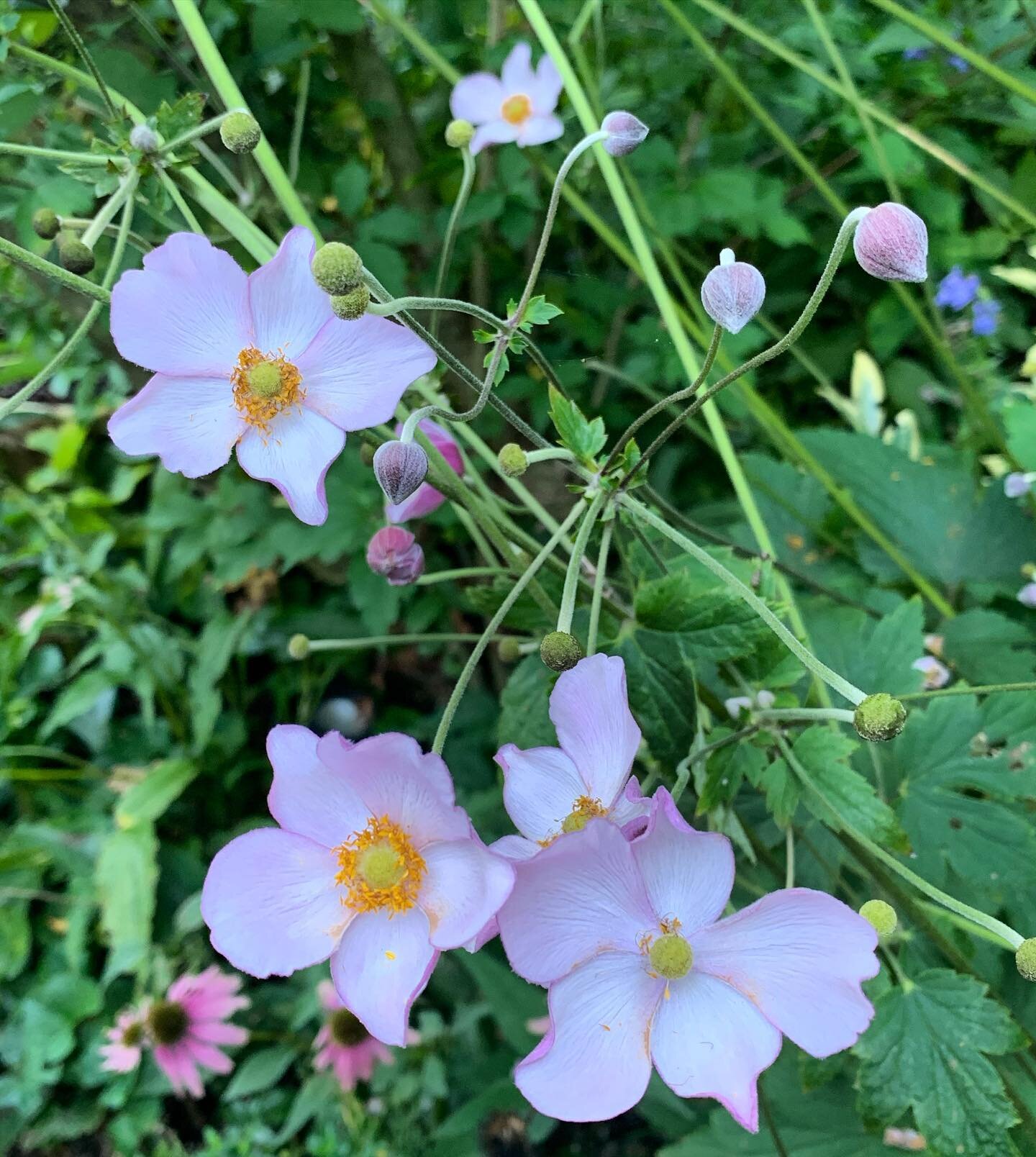 Anemone...🌸
.
.
.
#anemone #japaneseanemone #windflower #blooming #flowering #flowercloseup #nature #flower #flowers #pinkflowers #gardenflowers #perennials #longblooming #garden #gardens #gardening #cottagegarden #cottagegardenflowers #perennialgar