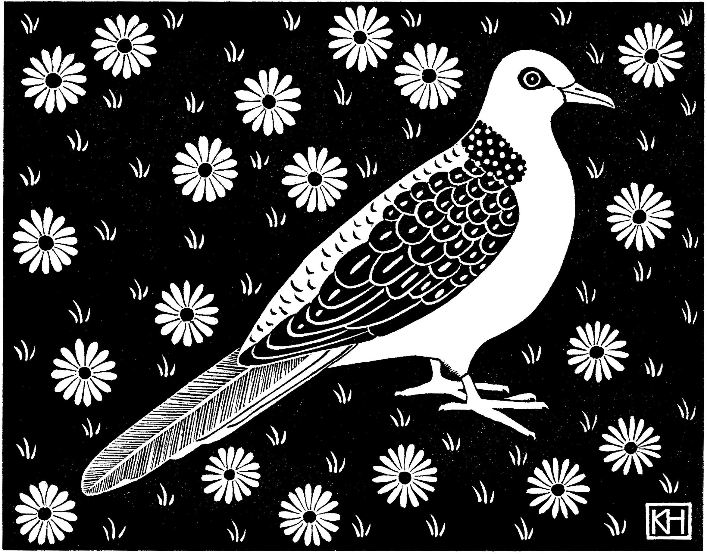 Spotted Turtle Dove