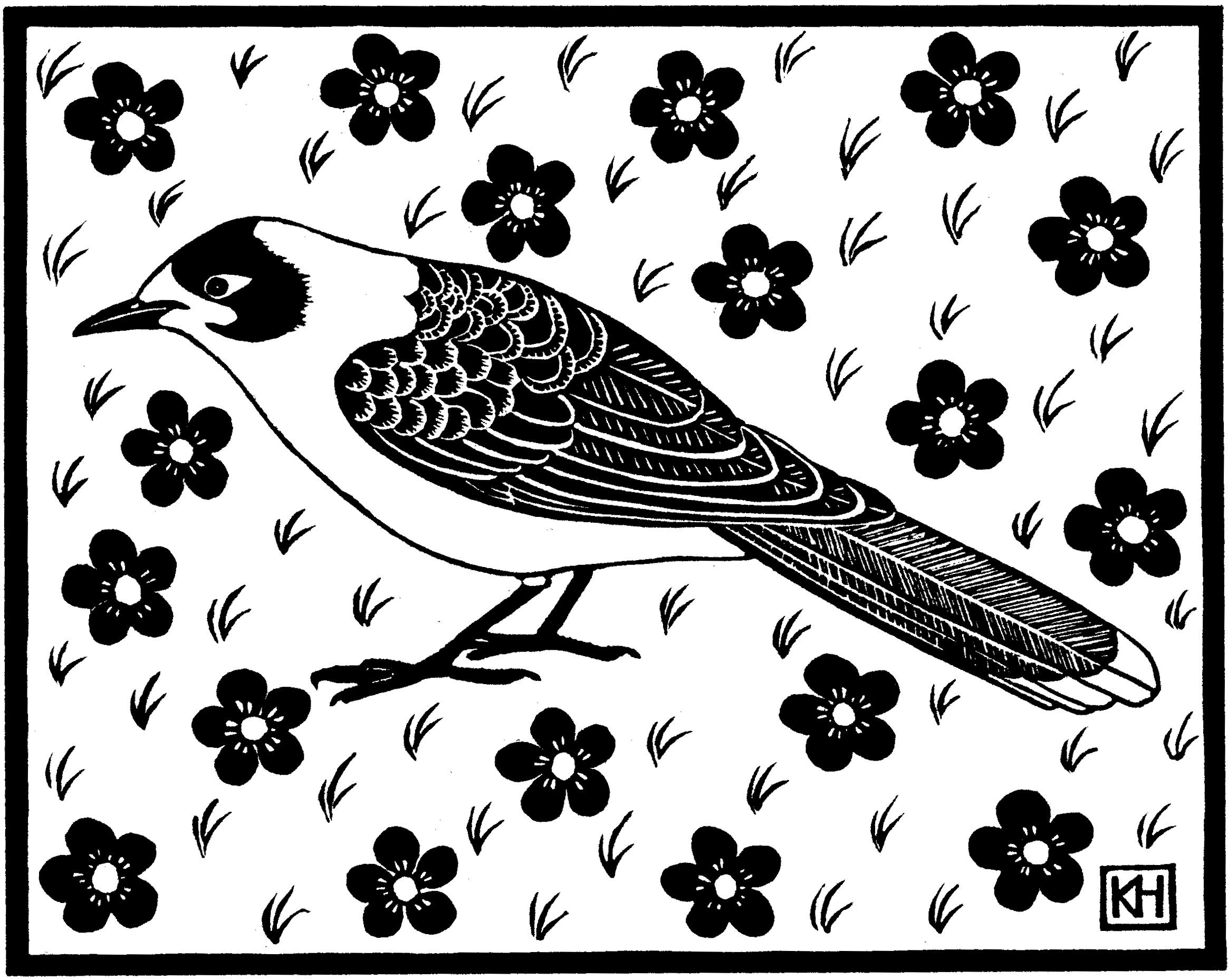 Noisy Miner.jpg