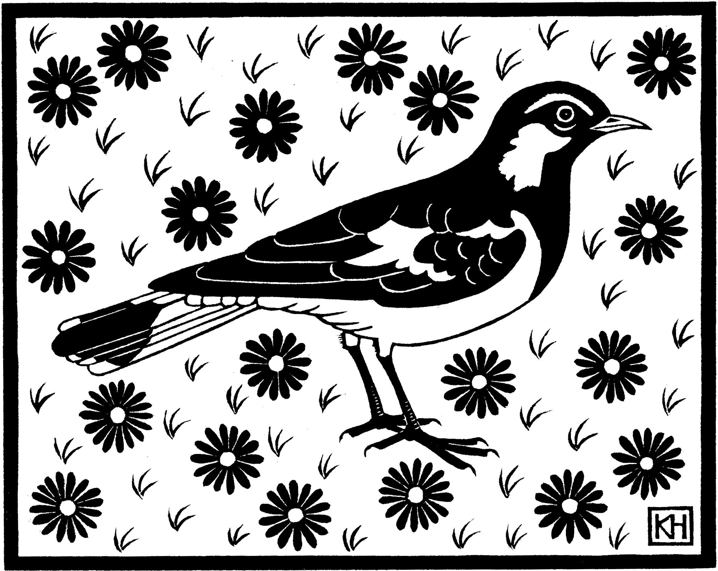 Magpie Lark
