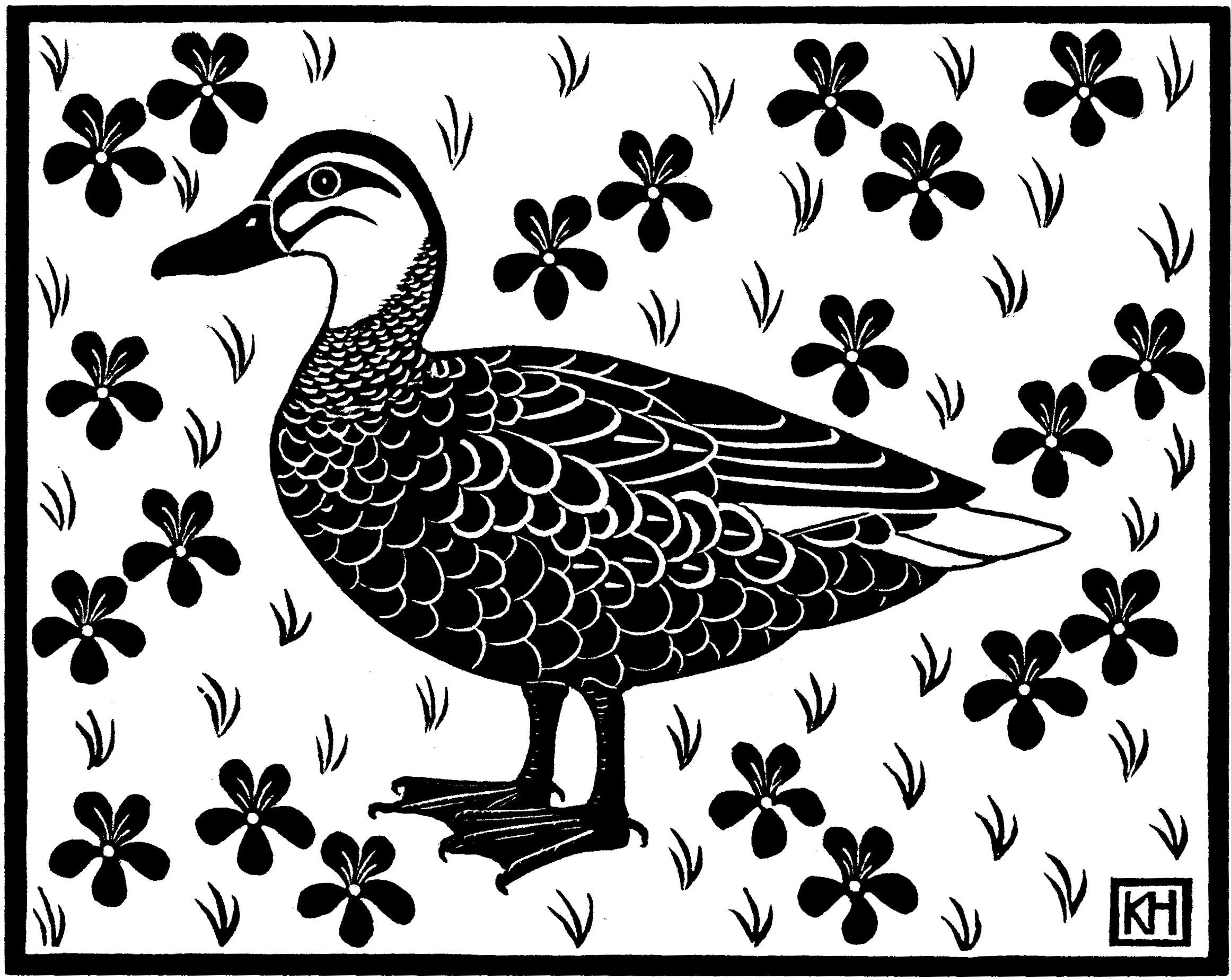 Pacific Black Duck