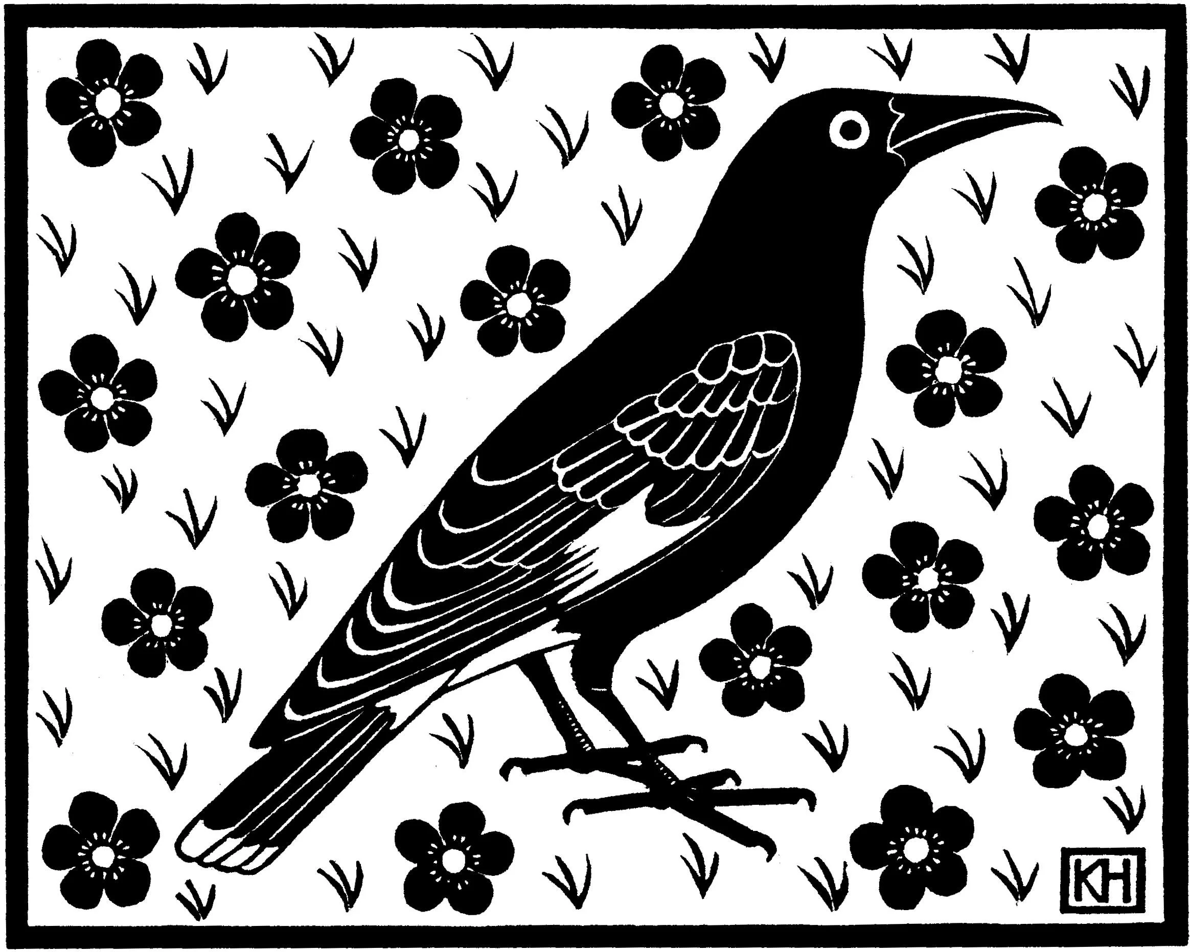 Pied Currawong.jpg