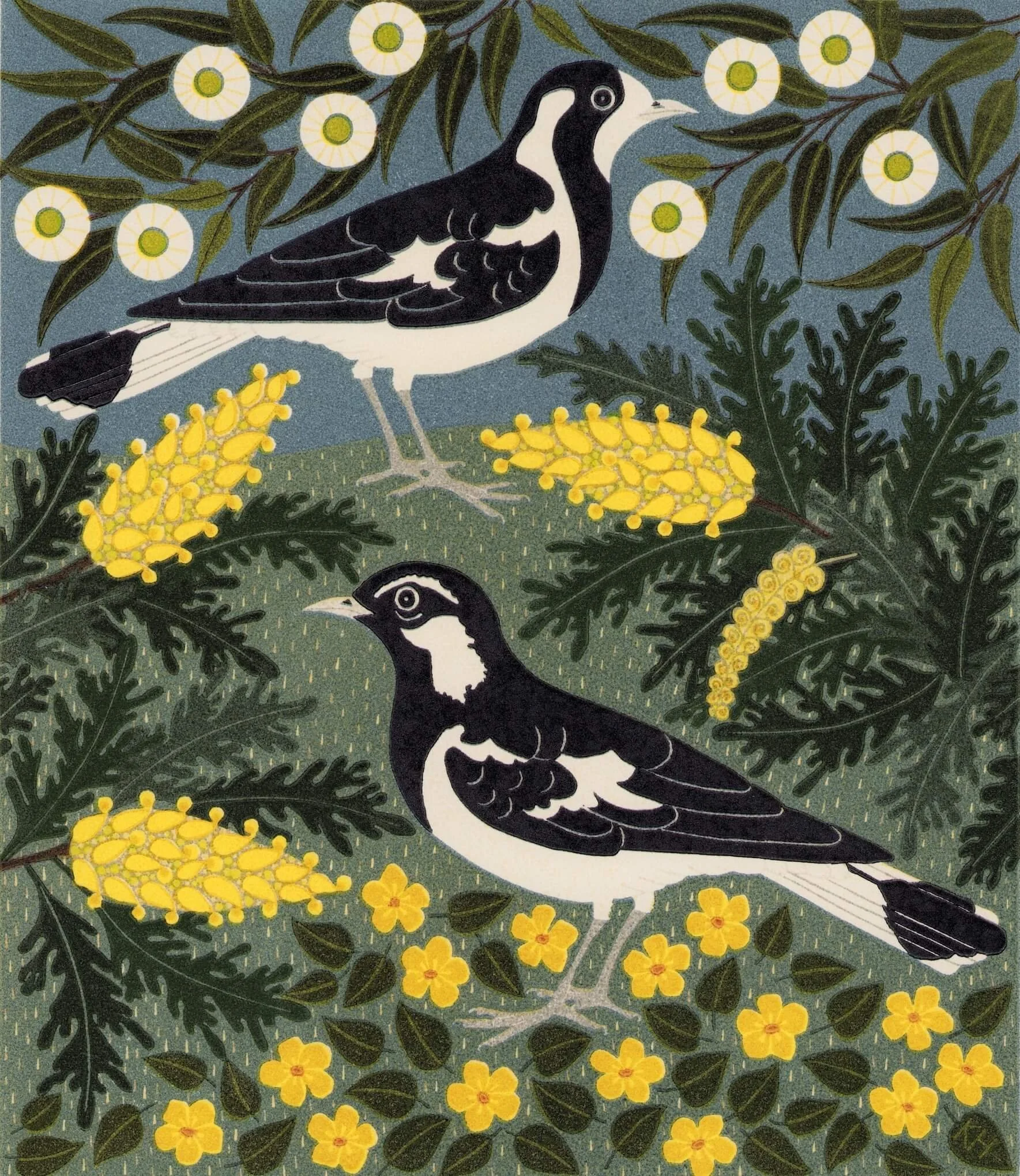 Magpie Larks in the garden