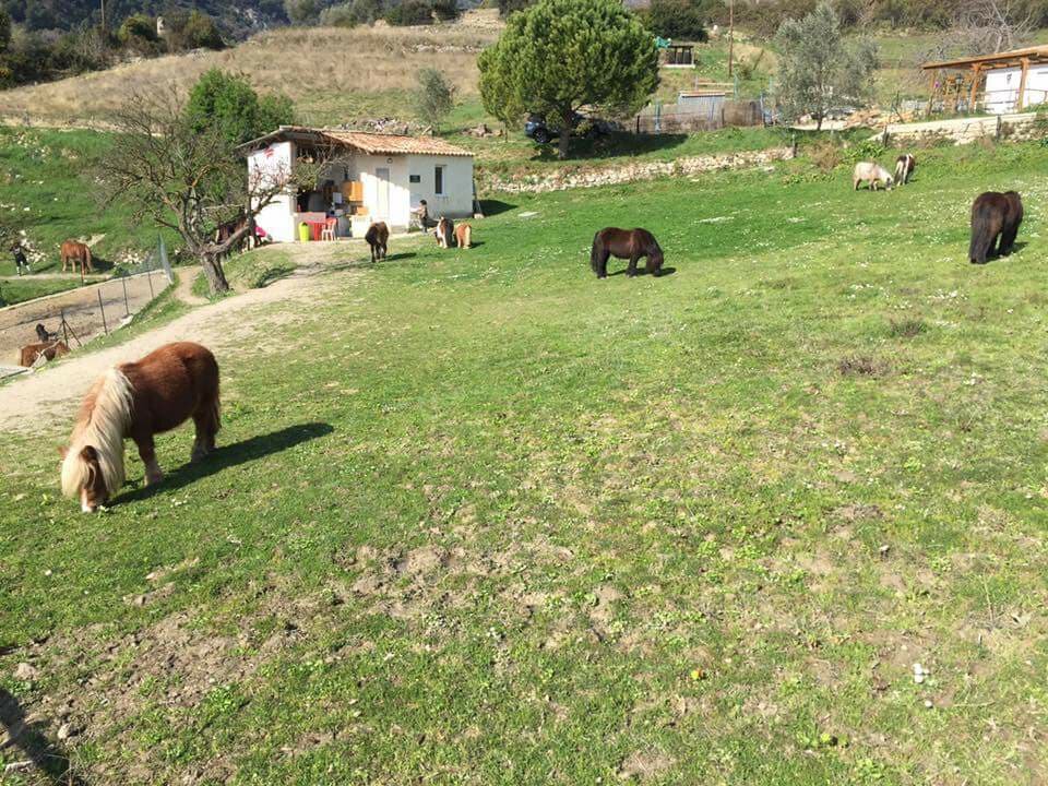 Shetland au pré 2.jpeg