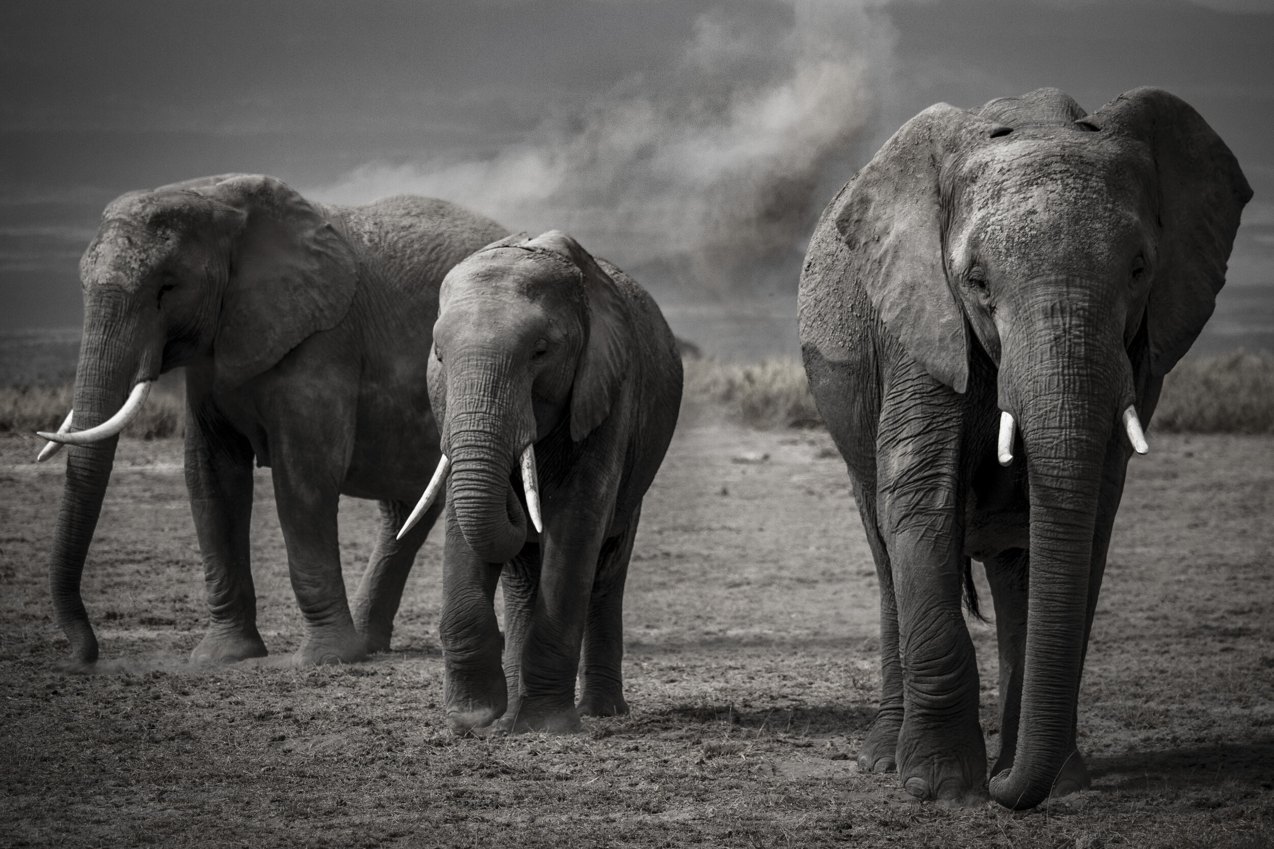 António Guterres - #ForNature