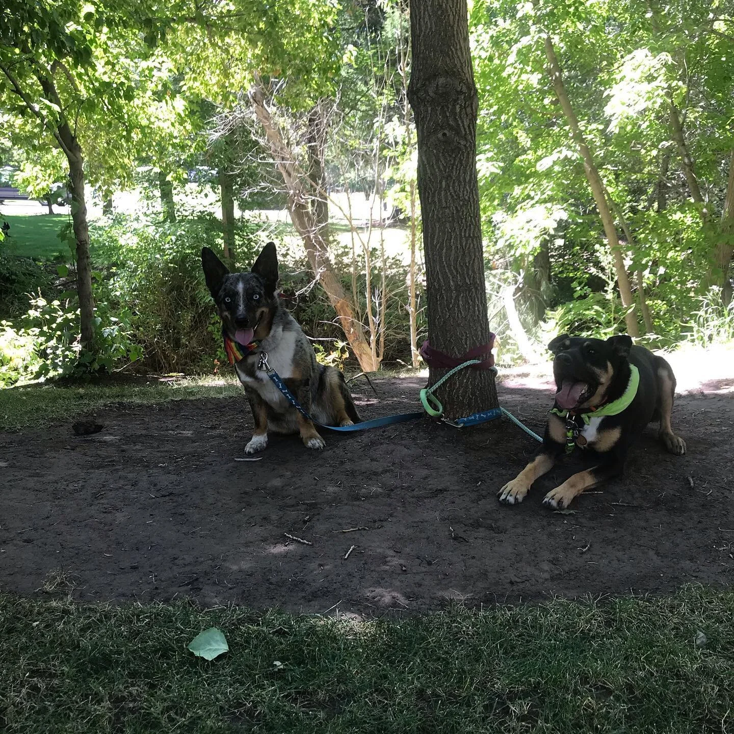 I&rsquo;d a blast at the frisbee golf course with @h.monaee @waste_of_space @murphsiah_ #dogs #kelpiesofinstagram #cowboycorgi #frisbeegolf #outdoors