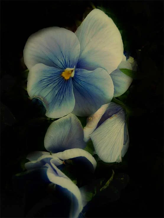 les fleurs bleues