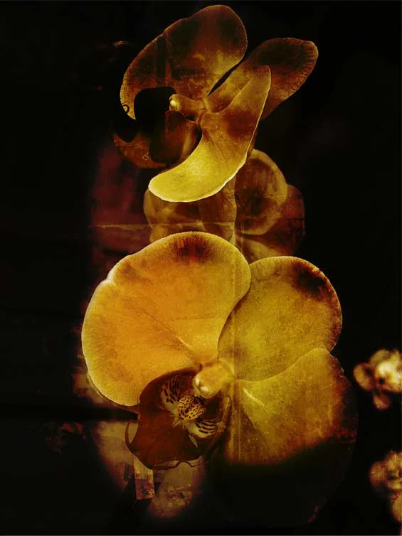 les fleurs jaunes