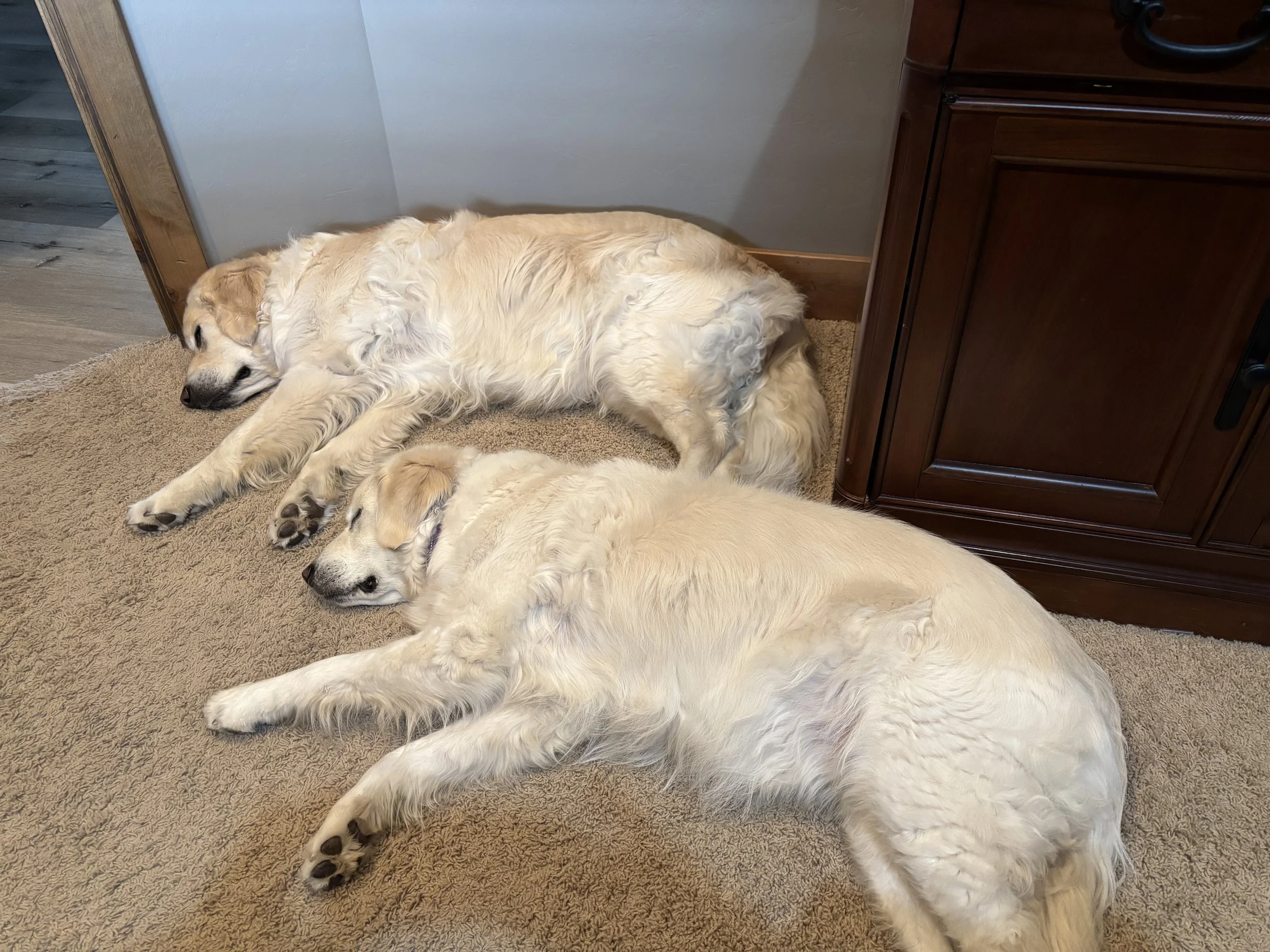 Finn & Sophie tired after working.jpg