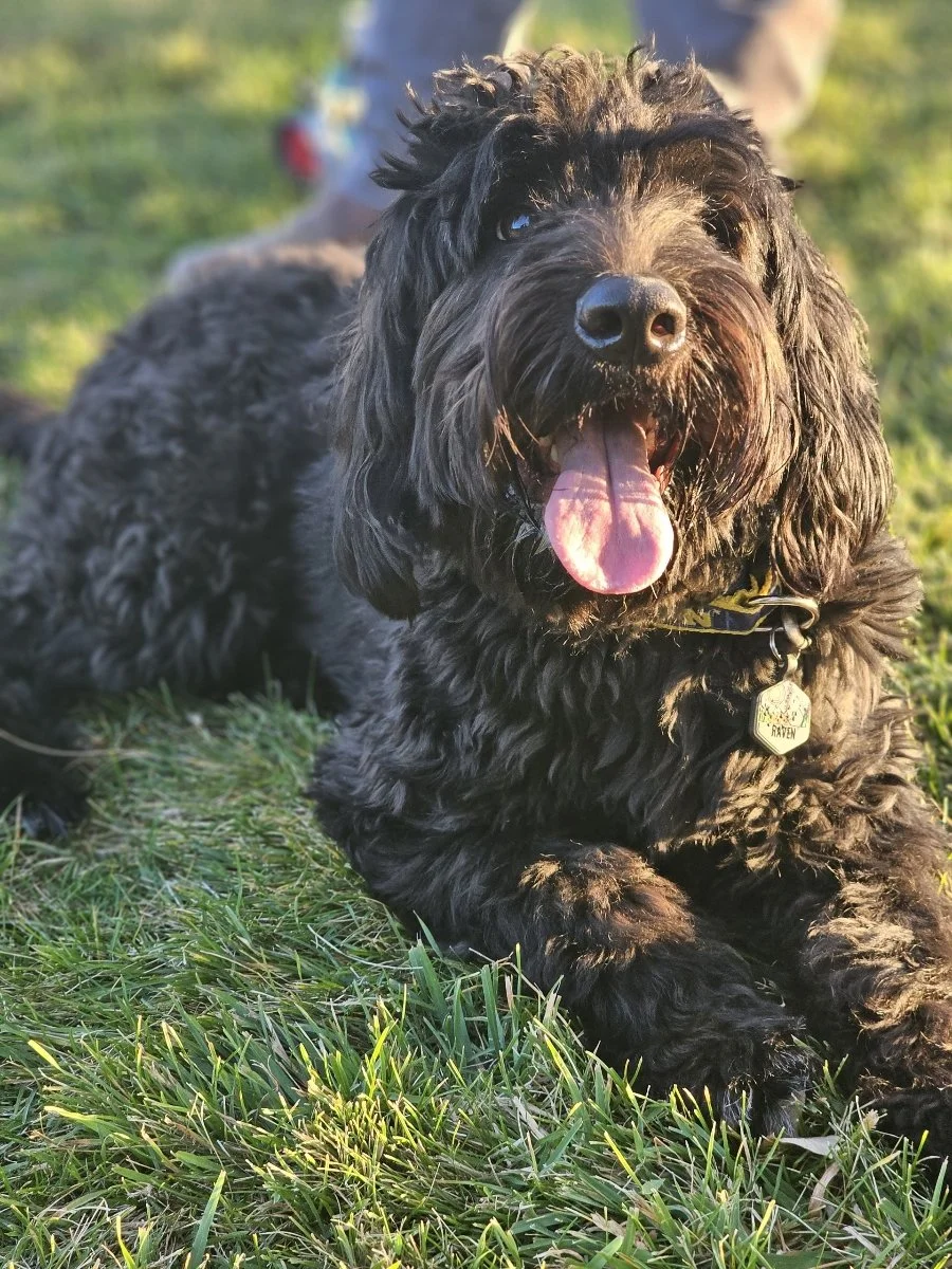 10-10-24 Raven (2).jpeg