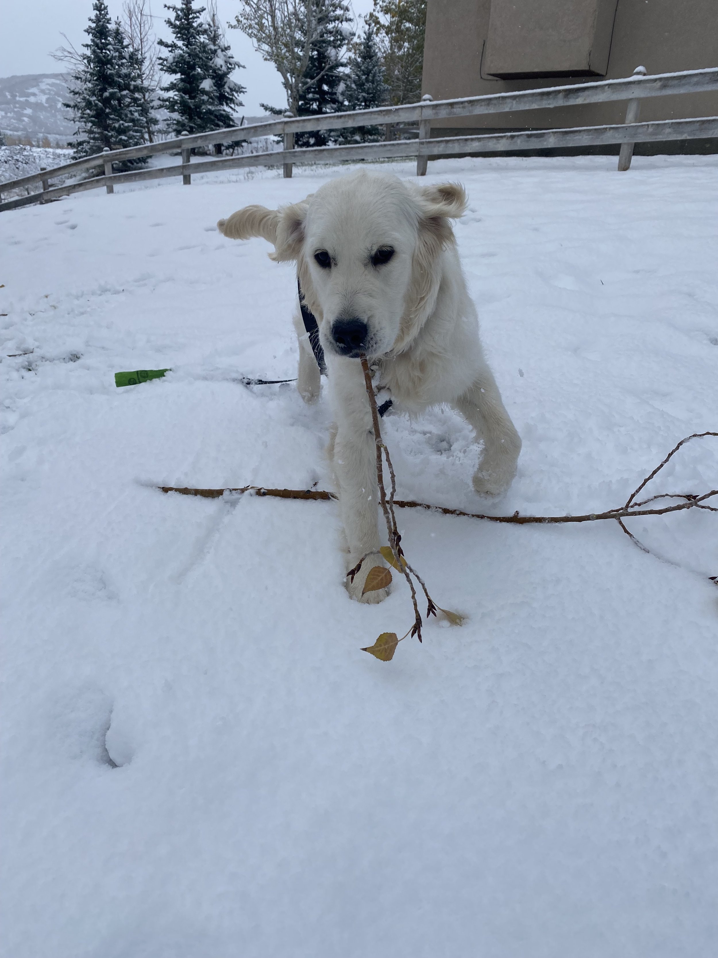 Rosie (2).jpeg