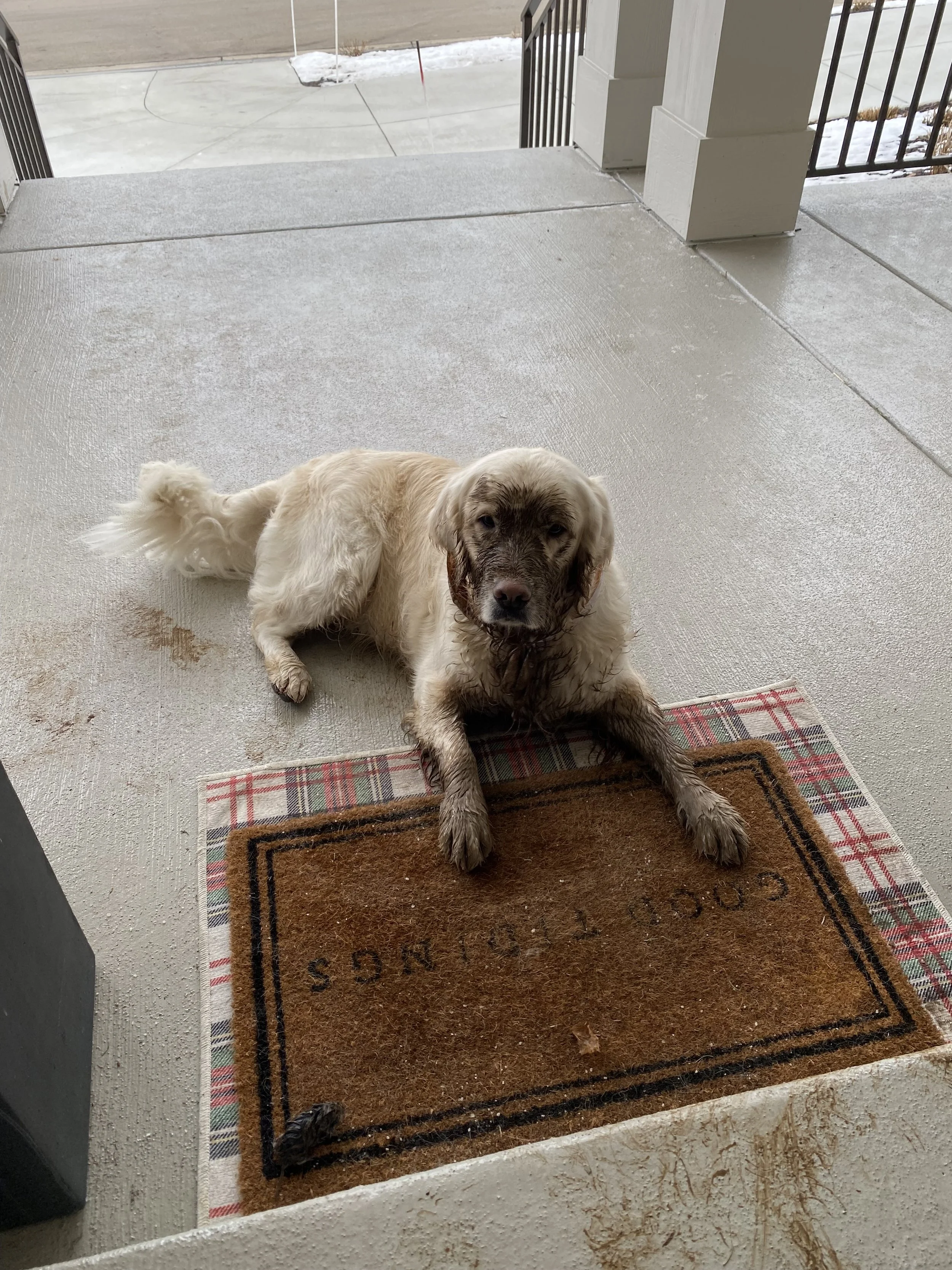 Rosie (3).jpeg