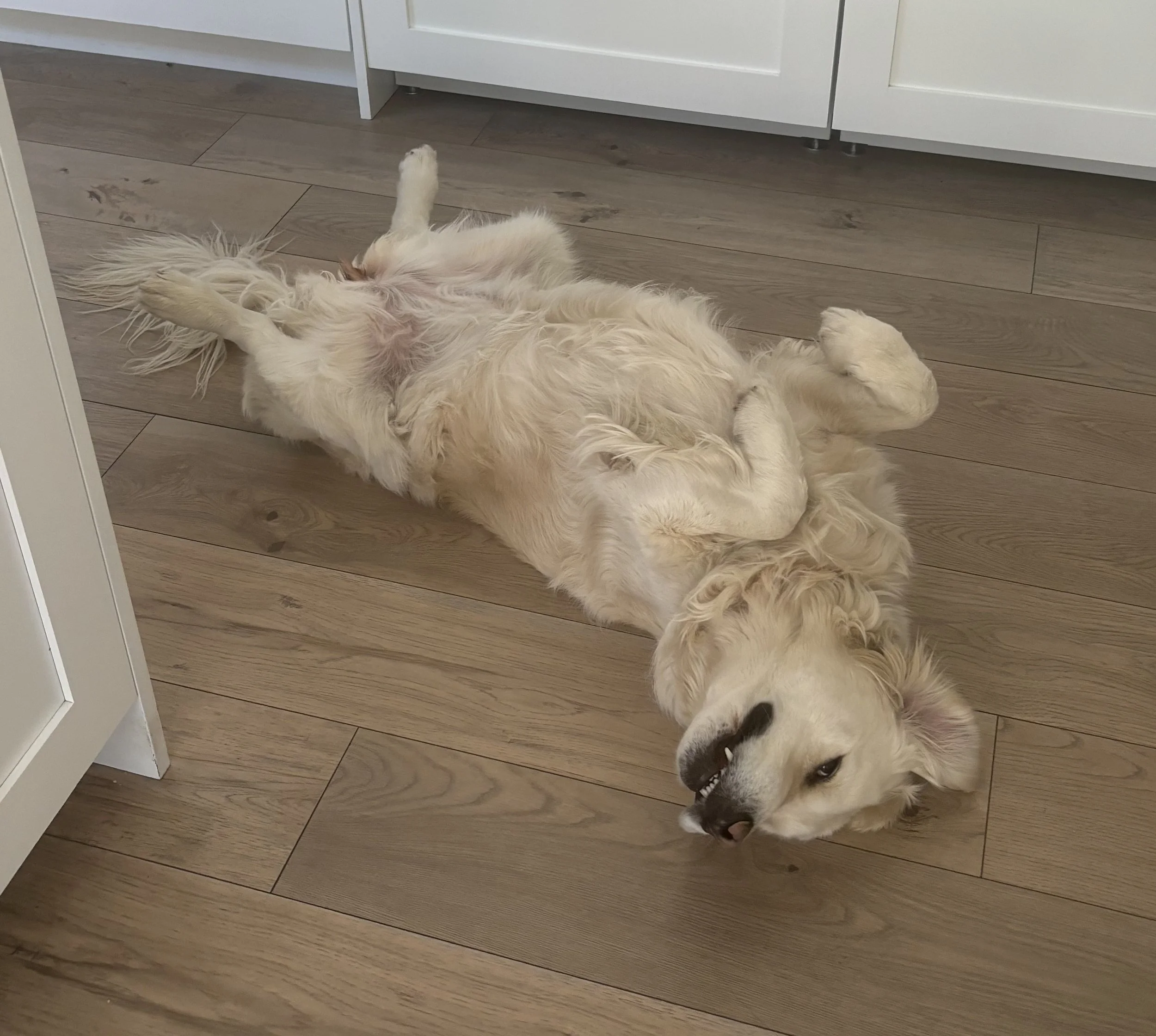 Rosie (8) crop.jpeg