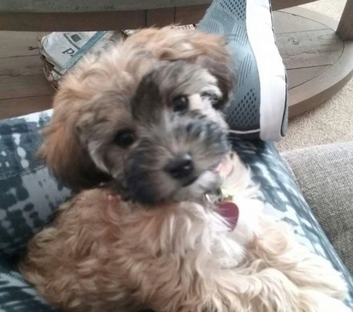 Poppy (4).jpeg