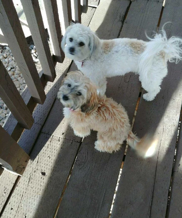 Poppy (6).jpeg
