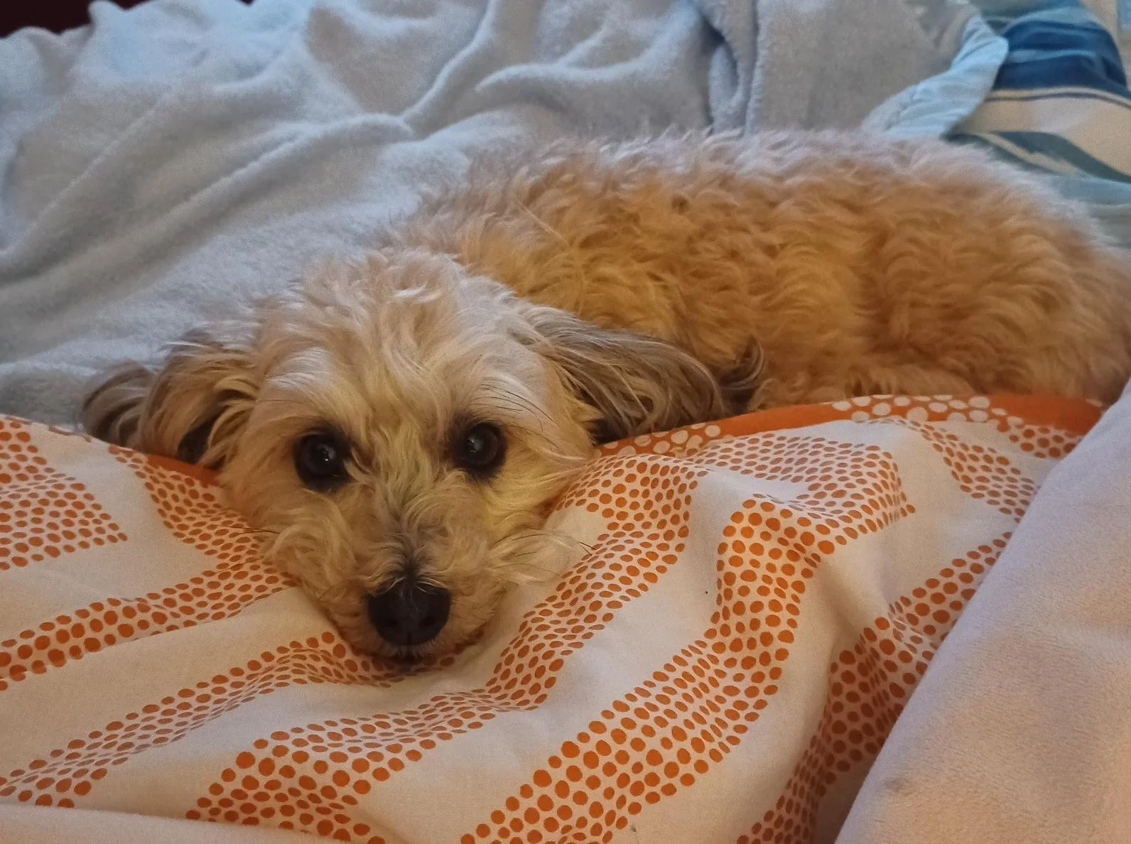 Poppy (9) crop.jpeg