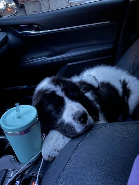 Clyde (7).jpeg
