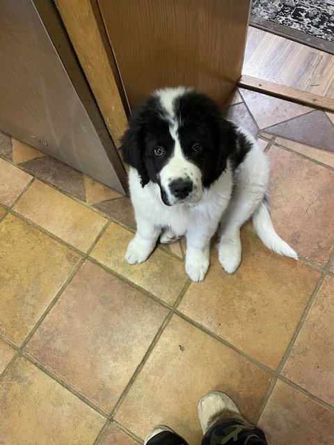 Clyde (9).jpeg