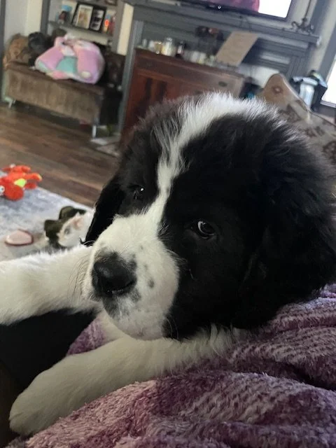 Clyde (19).jpeg