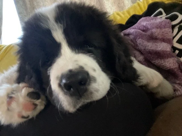 Clyde (21).jpeg