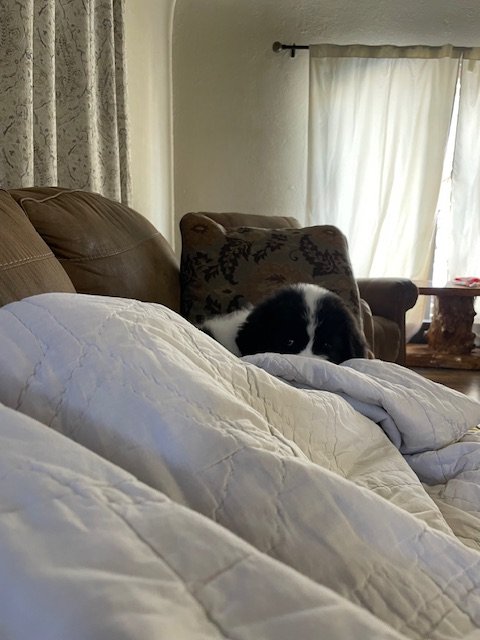 Clyde (27).jpeg