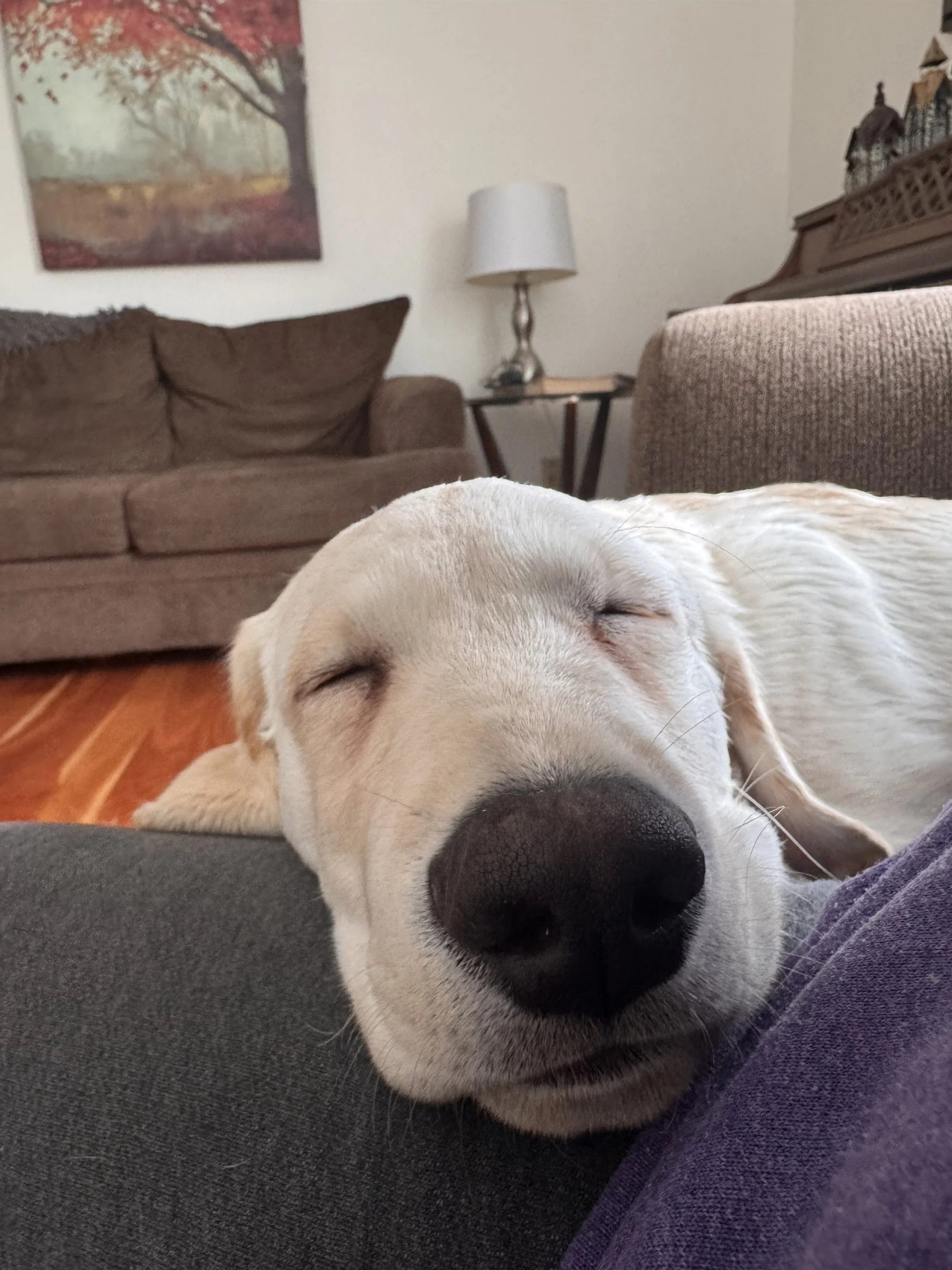 Joey (2).jpeg