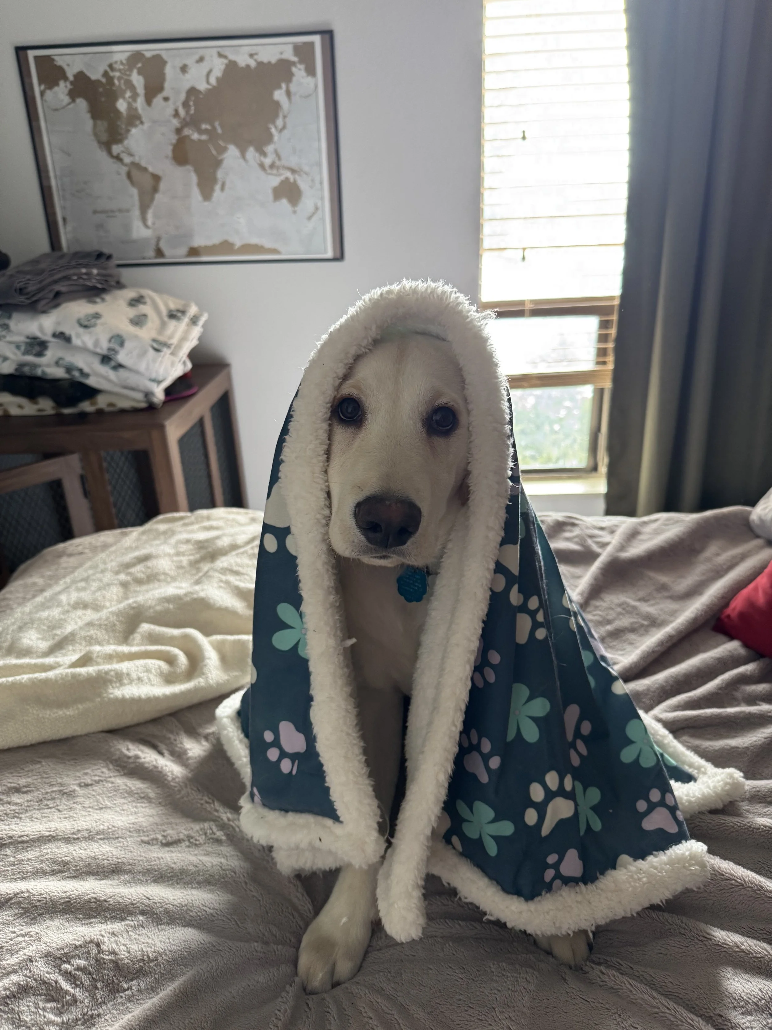 Joey (9).jpeg