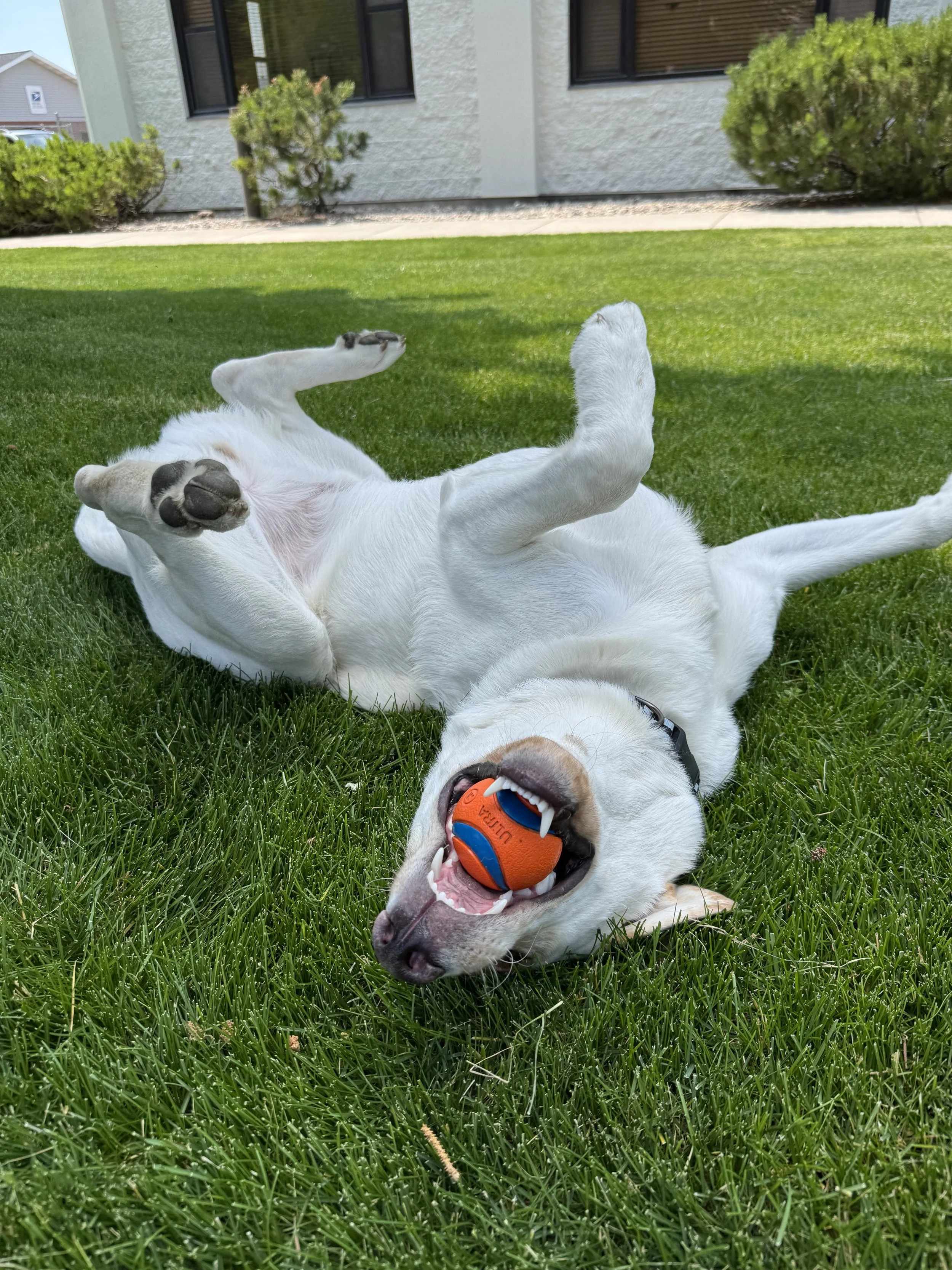 Joey (15).jpeg