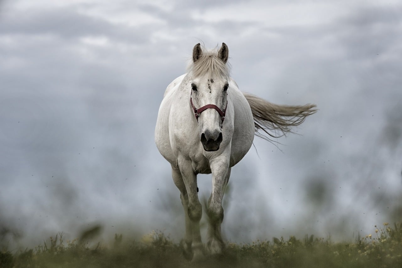 white horse smaller.jpg