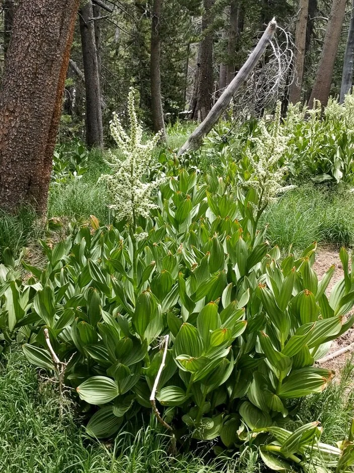 California Corn Lily — Mt. San Jacinto Natural History Association