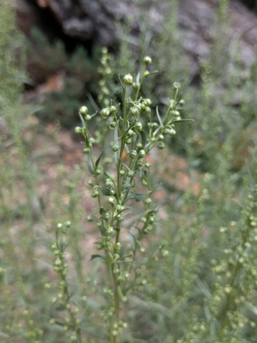Wild Tarragon — Mt. San Jacinto Natural History Association