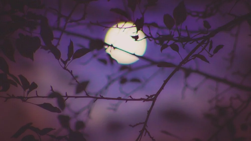 In the park: Full Moon Release Ceremony