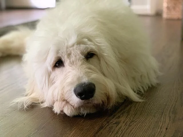 He&rsquo;s making it really hard to get anything done. #dogdistraction