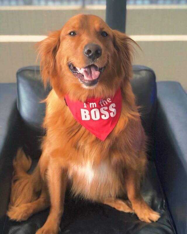 Happy Friday everyone! Let me introduce you to the real boss around here! 
Make sure to follow Lucky on Instagram @luckycarmichael  #happyfriday #boss #fridayfeeling #Aviation