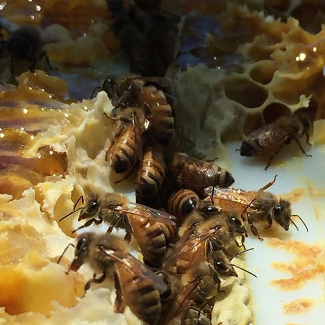 This is where our craft spirits start. #beekeeping #madefromhoney #craftdistilling #honey #honeybees #drinklocalhoney