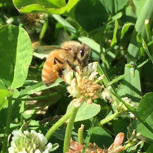 Happy National Pollinator Week. We couldn&rsquo;t do what we do without a certain pollinator. #honeybees #pollinators #madefromhoney #drinklocalhoney #craftspirits #beekeeping