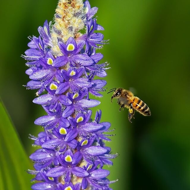A beautiful picture of a working honey bee taken by a friend of RevSpirits @deanfleischman #nationalpollinatorweek #drinklocalhoney #honeybees #madefromhoney #craftspirits #nydistilled