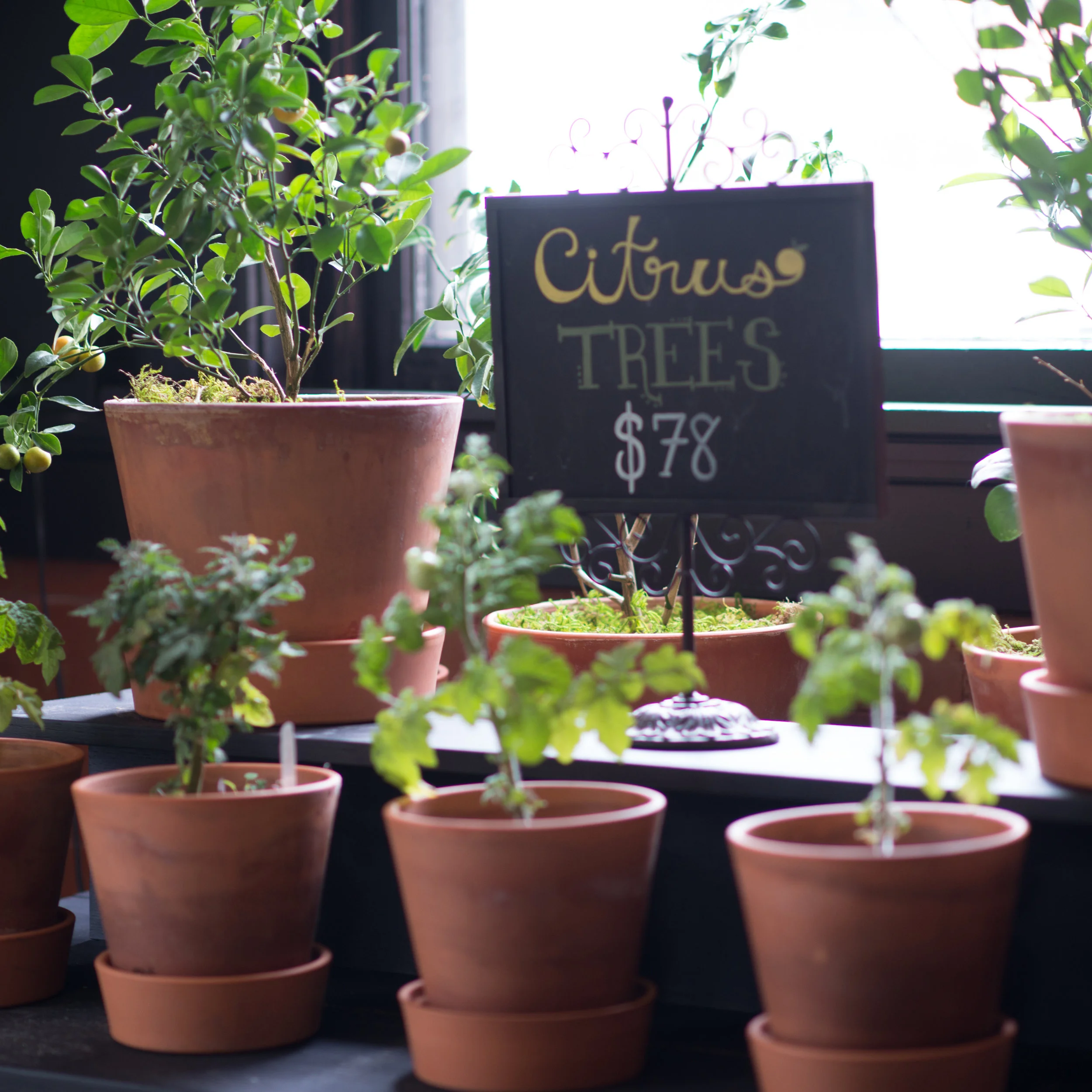pottedcitrustrees.jpg