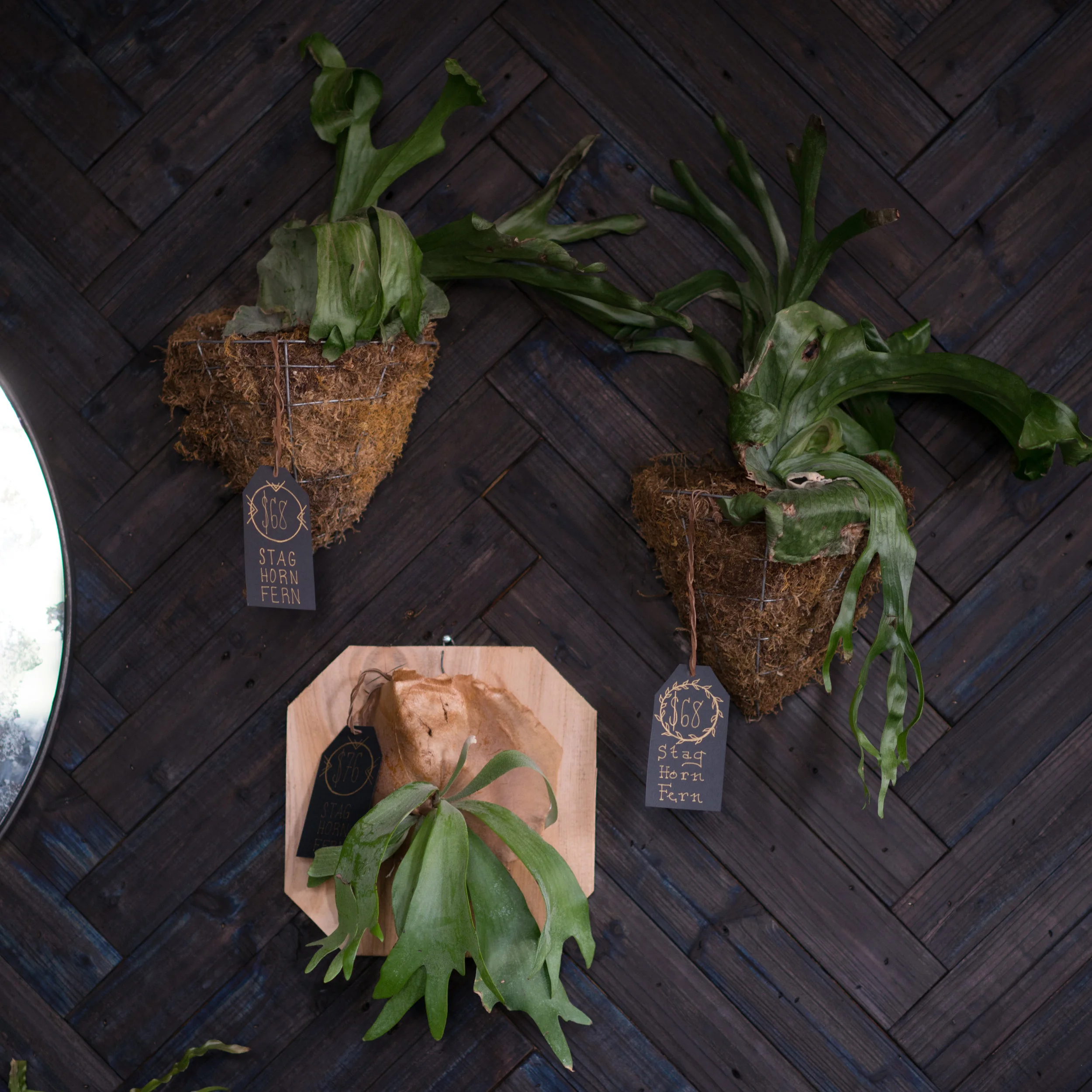 staghornferns.jpg