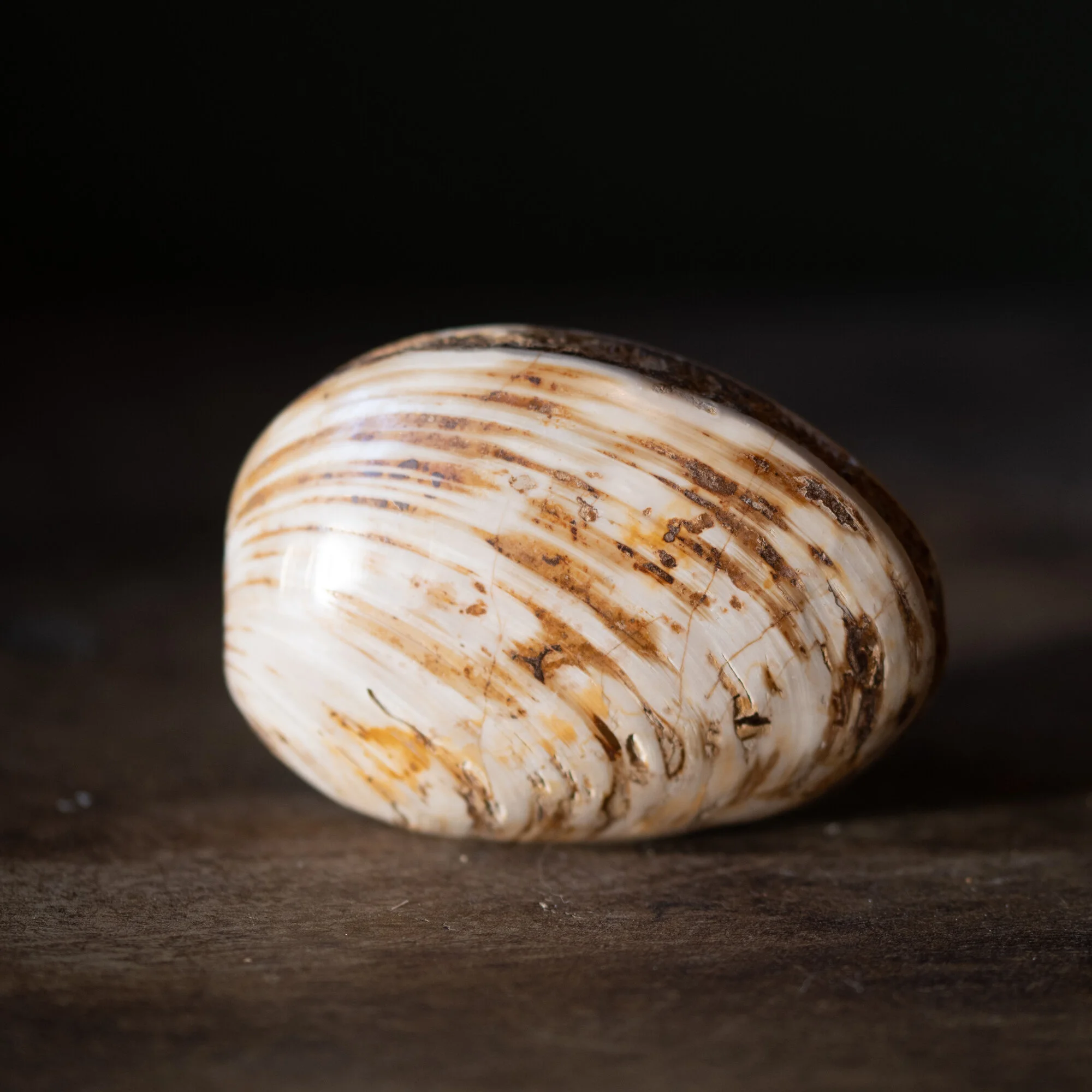 Rare Fossilized Clam Shell — The Good Bower