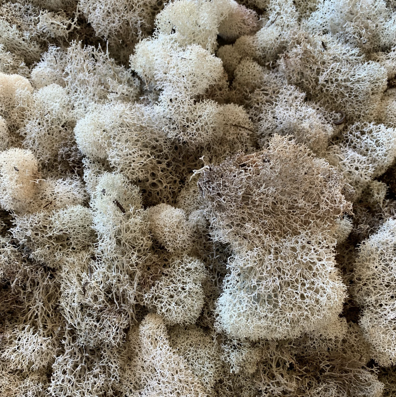 white reindeer moss.png
