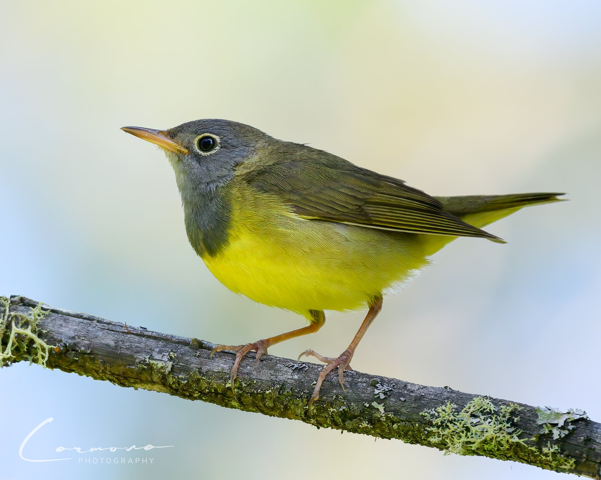 Connecticut Warbler