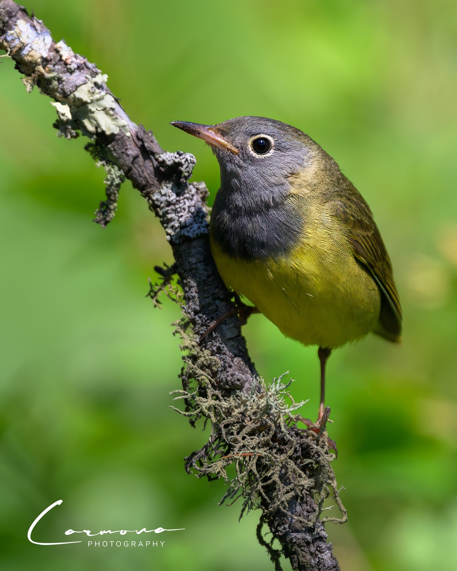 Connecticut Warbler