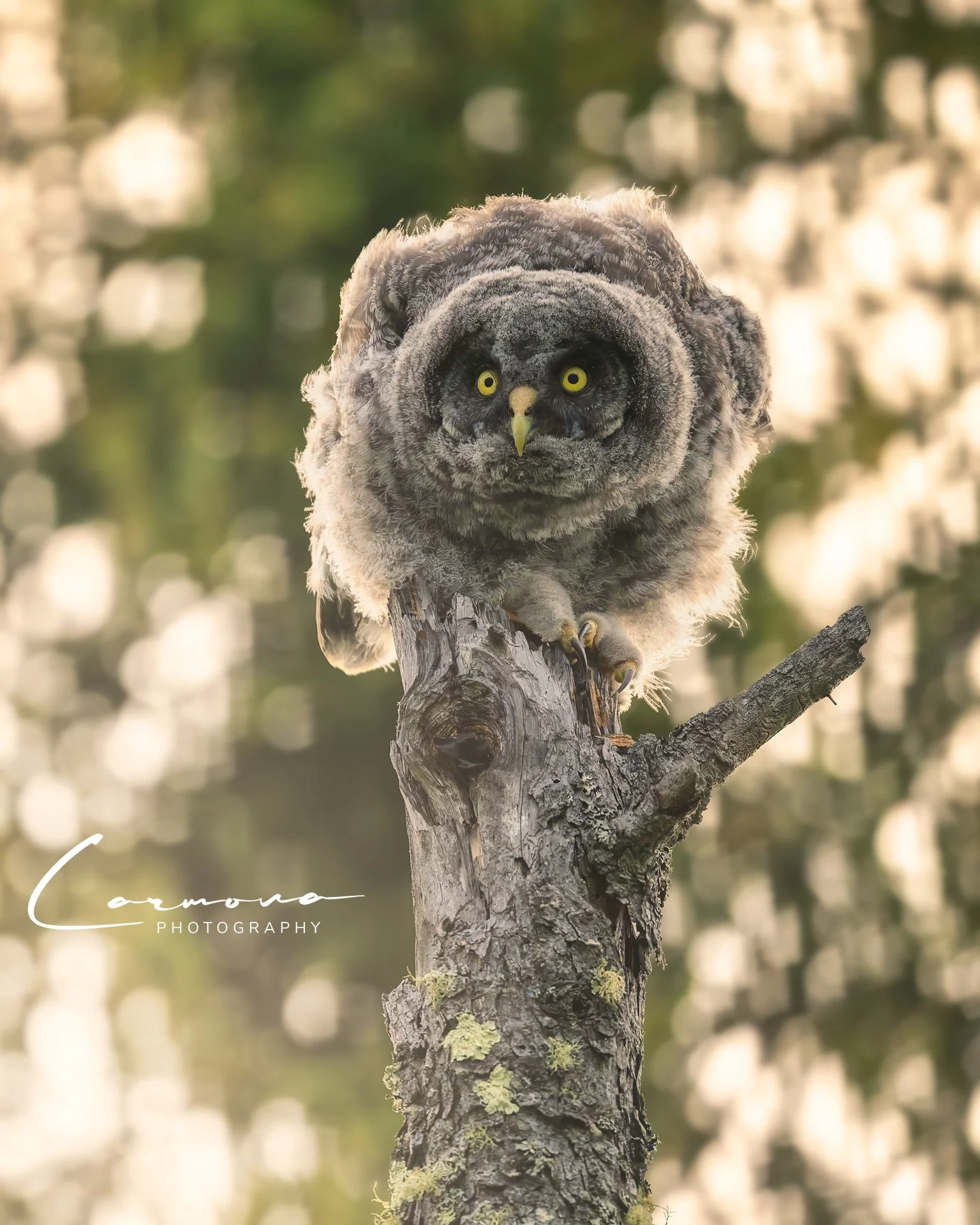 Great Gray Owlet assessing the next perch move