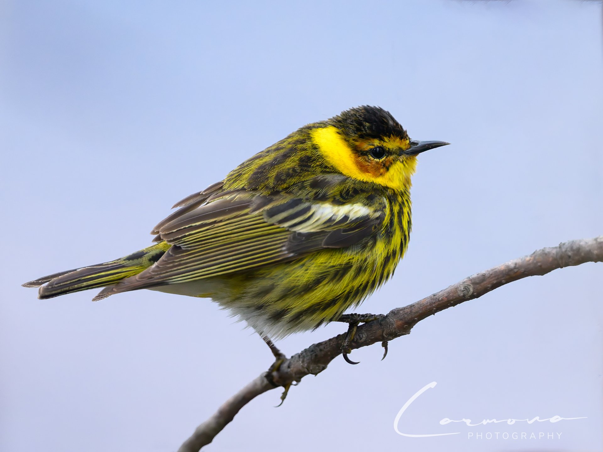 Cape May Warbler