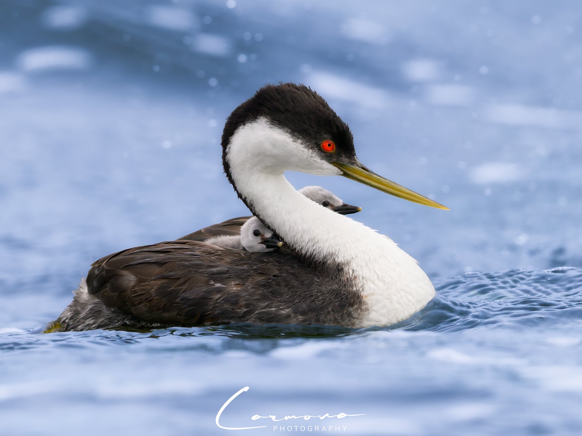 Western Grebe Mom with her 2 babies