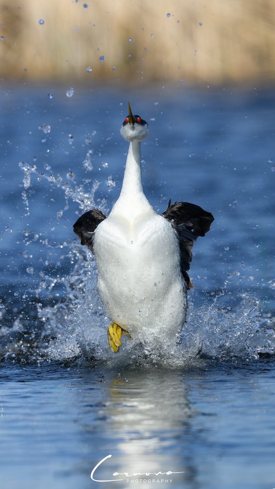 Western Grebe Rushing